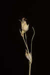 Threeseeded sedge